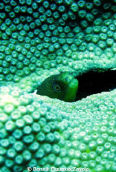 Spotted moray by Baruch Figueroa-Zavala 